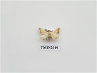 藏品(夜蛾59)的圖片